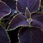 COLEUS DARK CHOCOLATE Solenostemon Scutellarioides - 40 Bulk Seeds Plantations