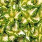 COLEUS VERSA GREEN HALO Solenostemon Scutellarioides - 40 Bulk Seeds Plantations
