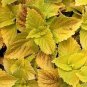 COLEUS WIZARD GOLDEN Solenostemon Scutellarioides - 40 Bulk Seeds Plantations