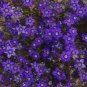 VENUS' LOOKING GLASS LARGE BLUE Legousia Speculum-Veneris - 1,250 Bulk Seeds Plantations