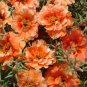 MOSS ROSE ORANGE Portulaca Grandiflora - 1,250 Bulk Seeds Plantations