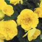 BEGONIA TUBEROUS DOUBLE YELLOW Begonia Tuberosa - 200 Bulk Seeds Plantations