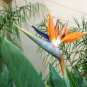 BIRD OF PARADISE Strelitzia Reginae - 50 Bulk Seeds Plantations