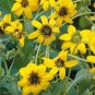 CHOCOLATE FLOWER Berlandiera Lyratai - 200 Bulk Seeds Plantations