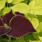 COLEUS UNDER THE SUN FUSEABLES Solenostemon Scutellarioides - 40 Bulk Seeds Plantations