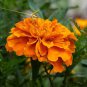 MARIGOLD CRACKERJACK MIXED COLORS Tagetes Erecta - 15,000 Bulk Seeds Plantations