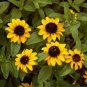 ZINNIA CREEPING Sanvitalia Procumbens - 15,000 Bulk Seeds Plantations