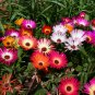 ICE PLANT MIX Dorotheanthus Bellidiformis - 5,000 Bulk Seeds Plantations