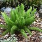 ASPARAGUS FOXTAIL FERN Asparagus Densiflorus Meyeri - 100 Bulk Seeds Plantations