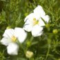 CUP FLOWER WHITE ROBE Nierembergia Hippomanica - 1,250 Bulk Seeds Plantations