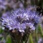 LACY PHACELIA Phacelia Tanacetifolia - 50,000 Bulk Seeds Plantations
