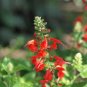 SAGE SCARLET RED Salvia Coccinea - 50,000 Bulk Seeds Plantations
