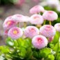 DAISY ENGLISH Bellis Perennis - 50,000 Bulk Seeds Plantations