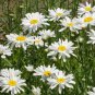 DAISY SHASTA Chrysanthemum Maximum - 25,000 Bulk Seeds Plantations
