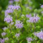 BERGAMOT WILD BEE BALM Monarda Fistulosa - 50,000 Bulk Seeds Plantations