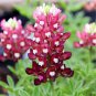 MAROON RED TEXAS BLUEBONNET Lupinus Texensis - 100 Bulk Seeds Plantations