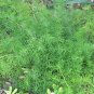 ASPARAGUS FERN Asparagus Densiflorus Sprengeri - 100 Bulk Seeds Plantations