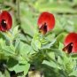 ASPARAGUS PEA Lotus Tetragonolobus - 100 Bulk Seeds Plantations