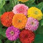 ZINNIA DAHLIA MIXED COLORS Zinnia Elegans - 5,000 Bulk Seeds Plantations