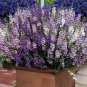 ANGELONIA SERENA MIXED COLORS Angelonia Angustifolia - 100 Bulk Seeds Plantations
