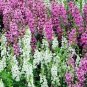 ANGELONIA SERENA MIXED COLORS Angelonia Angustifolia - 100 Bulk Seeds Plantations
