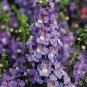 ANGELONIA SERENA MIXED COLORS Angelonia Angustifolia - 100 Bulk Seeds Plantations