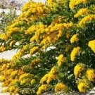 CANADA GOLDENRODE Solidago Canadensis - 50,000 Bulk Seeds Plantations