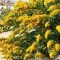 CANADA GOLDENRODE Solidago Canadensis - 50,000 Bulk Seeds Plantations