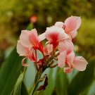 CANNA SALMON PINK Canna x Generalis- 50 Bulk Seeds Plantations