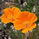 CALIFORNIA POPPY ORANGE Eschscholzia Californica - 50,000 Bulk Seeds Plantations
