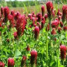 CLOVER CRIMSON RED Trifolium Incarnatum - 50,000 Bulk Seeds Plantations