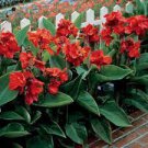 CANNA RED Canna x Generalis - 50 Bulk Seeds Plantations