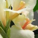 CANNA WHITE Canna x Generalis - 50 Bulk Seeds Plantations