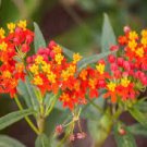 BLOOD FLOWER SCARLET MILKWEED Asclepias Curassavica - 11,000 Bulk Seeds Plantations