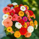 ZINNIA PUMILA MIXED COLORS Zinnia Elegans - 25,000 Bulk Seeds Plantations