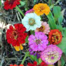 ZINNIA THUMBELINA DWARF MIXED COLORS Zinnia Elegans - 10,000 Bulk Seeds Plantations