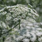 BISHOP'S FLOWER Ammi Majus Seeds - 400,000 Bulk Seeds Plantations