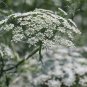 BISHOP'S FLOWER Ammi Majus Seeds - 400,000 Bulk Seeds Plantations