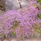 CREEPING THYME DWARF GROUND COVER Thymus Serpyllum - 25,000 Bulk Seeds Plantations