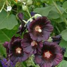 HOLLYHOCK NIGRA BLACK WATCHMAN Alcea Rosea - 75 Bulk Seeds Plantations