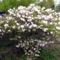 Royal Azalea, Rhododendron schlippenbachii, 50 Seeds (Showy, Fragrant, Fall Color) Plantations