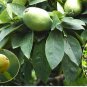 Chinese Quince, Chaenomeles sinensis, Tree 30 Seeds (Edible, Fall Color, Fragrant) Plantations
