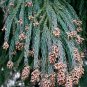Japanese Red Cedar, Cryptomeria japonica, Tree 150 Seeds (Fast, Evergreen, Bonsai) Plantations