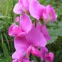 Perennial Pea, (Everlasting Pea), Lathyrus latifolius, Vine 20 Seeds (Showy, Easy) Plantations