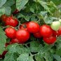 Tomato 100 Seeds - Large Red Cherry Plantations