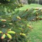 Jezo Spruce, Picea jezoensis, Tree 150 Seeds (Bonsai, Fast, Evergreen) Plantations