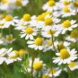German Chamomile - Matricaria chamomile 0.25 Gram (Hardy Annual, Fragrant, Medicinal) Plantations