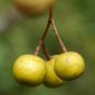 Chinaberry, Melia azedarach, Tree 30 Seeds (Fast, Showy, Fragrant) Plantations