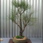 River She-Oak, Casuarina cunninghamiana, Tree 150 Seeds (Fast, Evergreen) Plantations