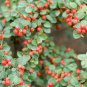 Rockspray Cotoneaster, Cotoneaster horizontalis, 20 Seeds (Hardy Showy Fall Color) Plantations